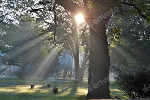Rays of sunshine through the trees early morning