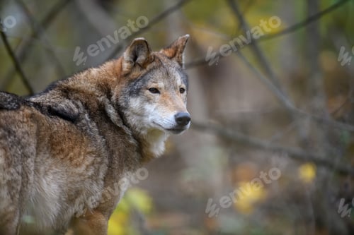 Preview: Close up wolf in autumn forest background
