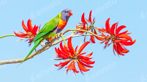 Preview: Rainbow Lorikeet on Coral Tree