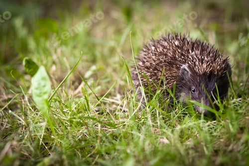 Preview: Baby European Hedgehog (Erinaceus europaeus) sniffing in grass,