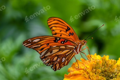 Preview: Selective focus shot of a butterfly