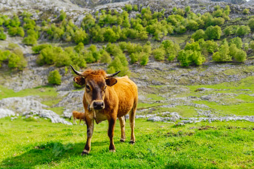 Preview: cow grazing in the field