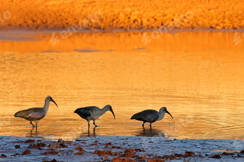 Preview: Hadeda ibises in water at sunset