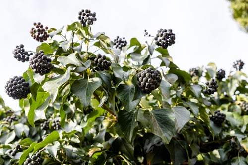 Preview: natural fresh ivy berries on plant outdoors