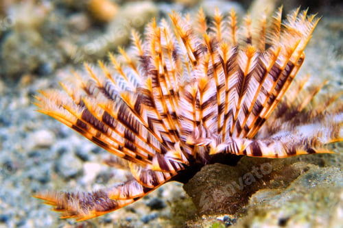 Preview: Feather Duster Worms, Lembeh, Indonesia