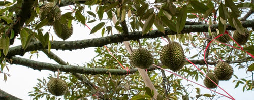 Preview: Durian the king of fruits in Asia, Durian fruit on tree in durian farm.