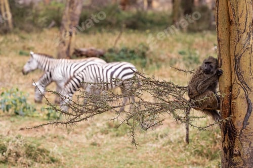 Preview: Baboon in Tree With Zebra in Background