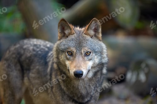 Preview: Wolf hunting in the forest