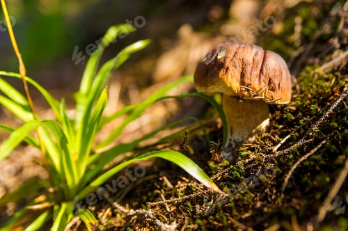 Preview: Fall mushroom in the forest on grass