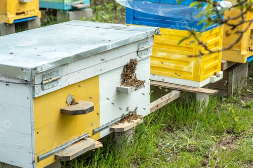 Preview: Hives in an apiary with bees flying to the landing boards in a green garden