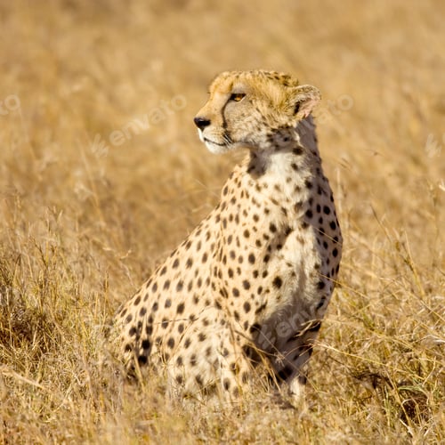 Preview: cheetah Masai mara Kenya