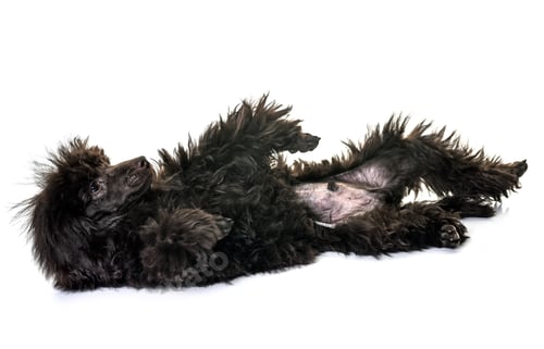 Preview: puppy brown poodle