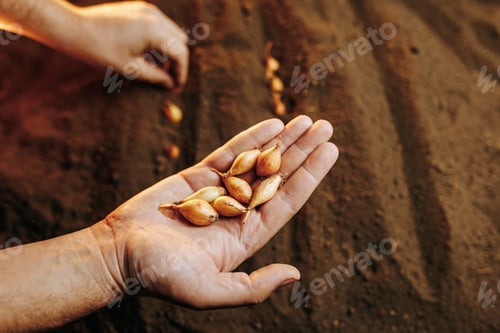 Preview: A farmer's hands carefully holding onion seeds ready for planting