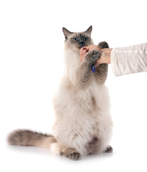 Preview: siberian cat in studio