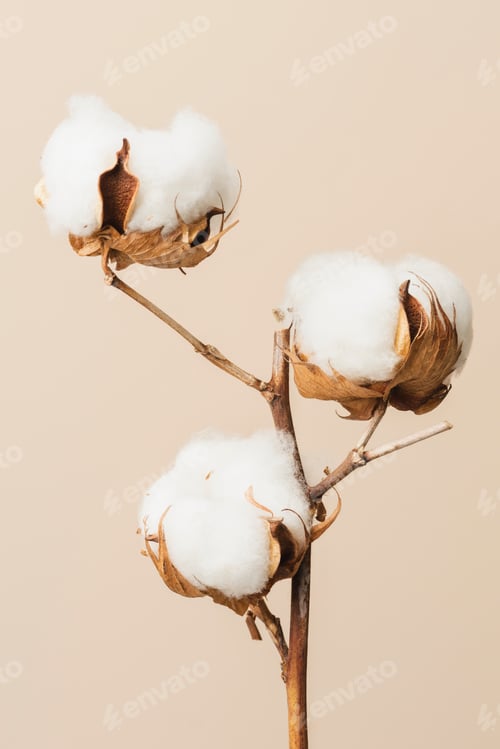 Preview: Dried fluffy cotton flower branch on a beige background