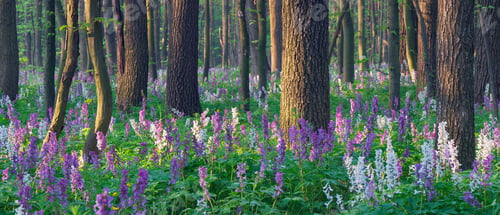 Preview: Spring flowers