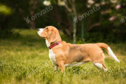 Preview: Beagle dog portrait against a nature backdrop, the charm and personality of this breed