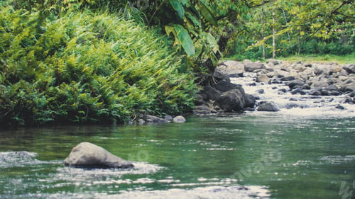 Preview: Beautiful river in the Caribbean jungle (Martinique)