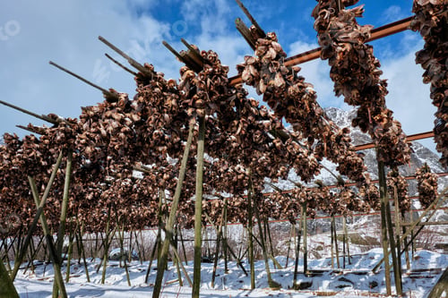 Preview: Drying stockfish cod heads in A fishing village in Norway
