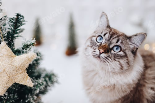 Preview: pretty cat with a toy christmas tree on white background with lights