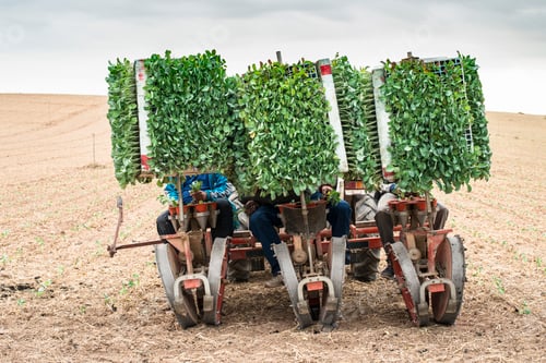 Visualização: Máquina de plantio de mudas