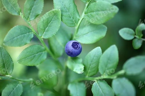 Preview: Blueberry