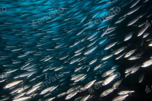 Preview: Shoal of sardines, Seymour, Galapagos, Ecuador, South America