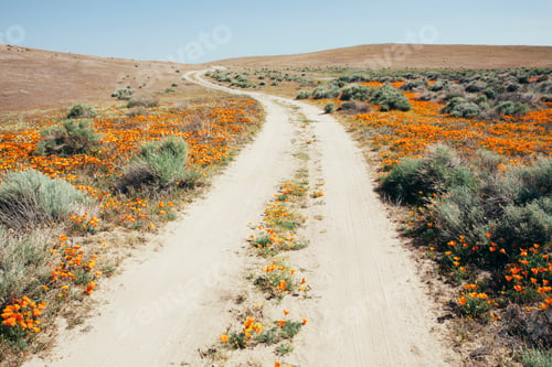 Preview: Vivid California poppy flowering in the Antelope Valley California poppy reserve.