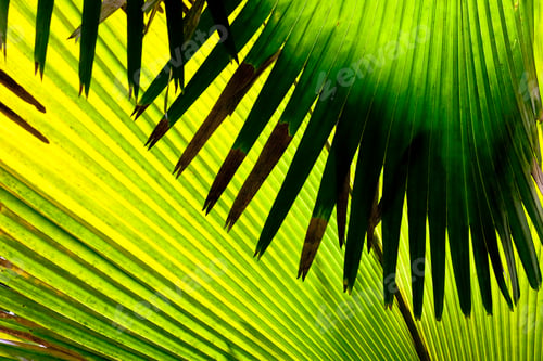 Preview: Detail of a leaf of palm trees, Seychelles