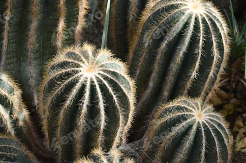Preview: spiky cactus group close up