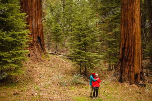 Preview: Embrace in the heart of a tranquil forest.