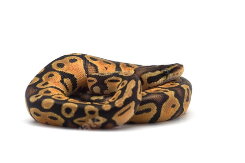 Preview: Snake Ball python isolated on white background