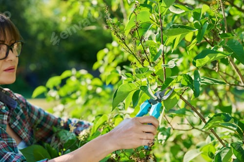 Preview: Woman with garden pruning shears cutting dry flowers lilac