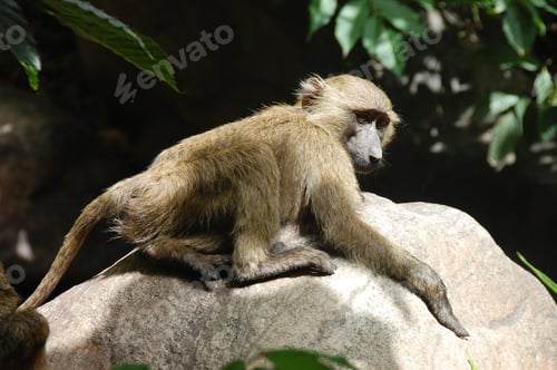 Preview: Monkey sits atop a sunlit rock, basking in the warm glow of the sun