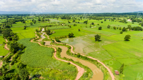 Preview: Aerial view of a rice fields