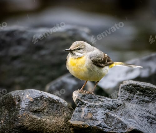 Preview: Yellow Mountain Wagtail (Motacilla cinerea) bird perched on a rock near a tranquil lake