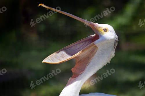 Preview: American White Pelican Closeup Portrait