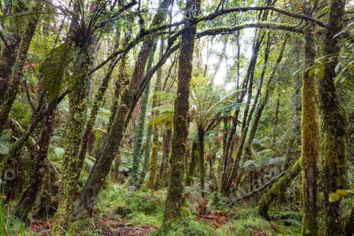 Preview: New Zealand forest