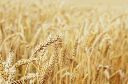 Preview: Wheat field under cloudy blue sky in Ukraine
