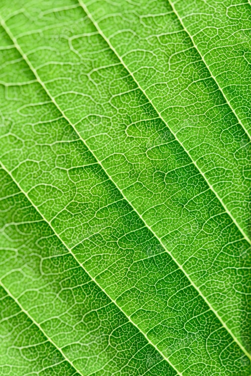 Preview: Extreme close up texture of green leaf veins.