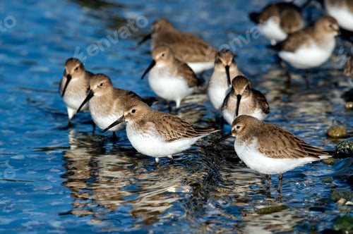 Preview: Group of dunlin birds(Calidris alpina), Esquimalt Lagoon, Victoria, BC Canada