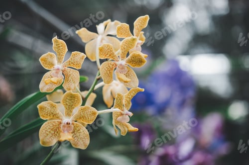 Preview: orchids beautiful flowers blooming in spring decorate the beauty of nature