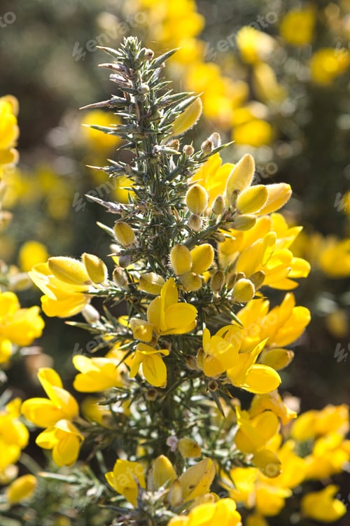 Preview: Vertical shot of yellow gorses blossoming in the garden