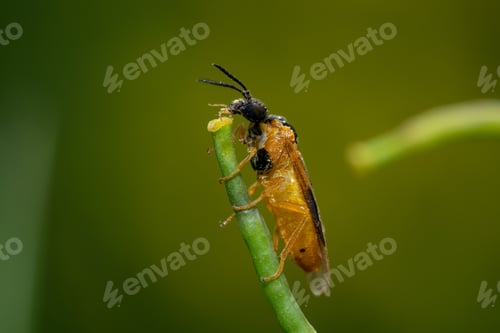 Preview: Macro shot of a Tenthredinidae perched on a plant