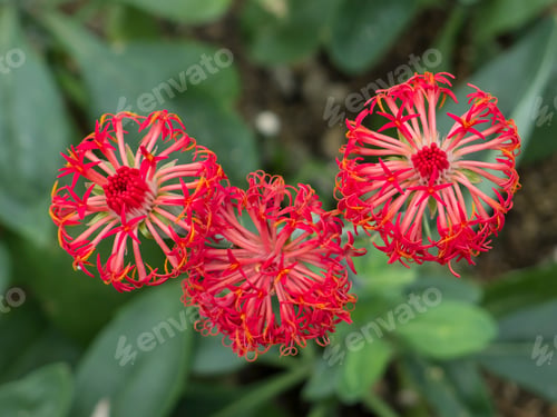 Preview: Red flowers