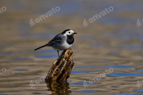 Preview: White wagtail (Motacilla alba)