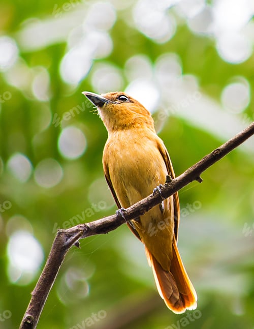 Preview: Closeup shot of a yellow bird perched on a branch
