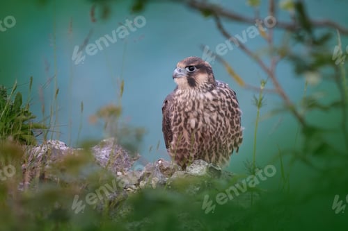 Preview: Peregrine falcon (Falco peregrinus)