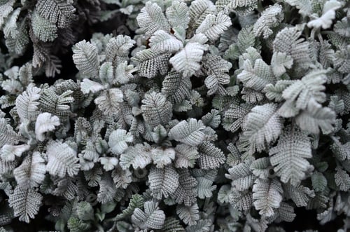 Preview: Macro photograph of small green plantations with leaves with the form of burdock
