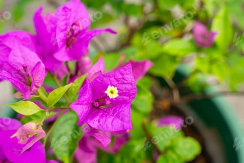Preview: Bougainvillea